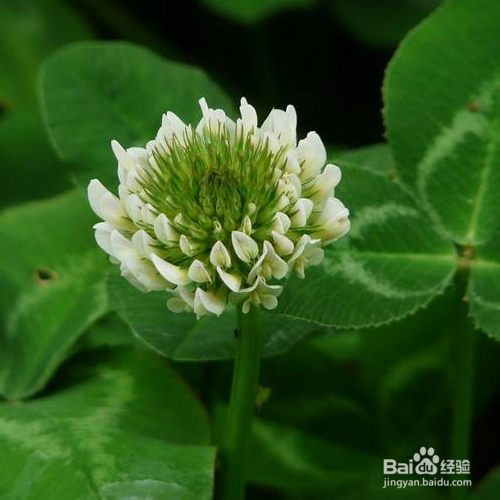 白花车轴草的培育方法和注意事项