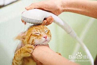 <b>给猫洗澡需要注意什么</b>