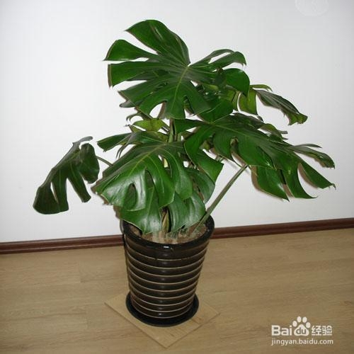 哪些植物可以净化空气