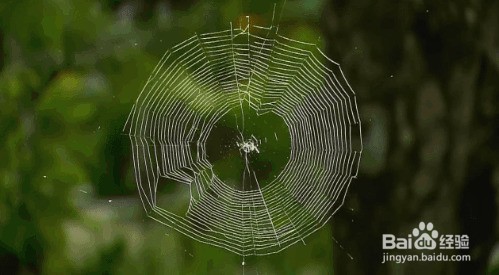 蜘蛛织网第一根线是怎么拉的