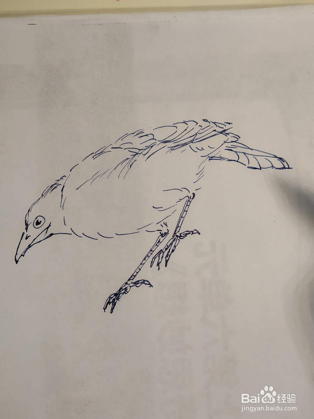 如何用双勾法画伯劳鸟?