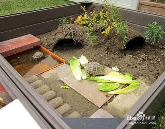 怎样养好一只龟?