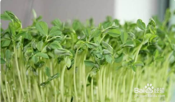 怎样种豌豆苗又快又好