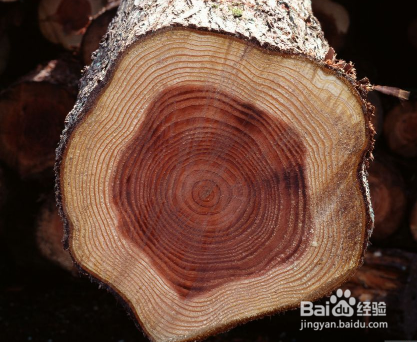 刺猬紫檀怎么鉴别