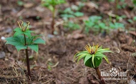 重楼种植技术方法