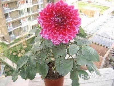 如何调配疏松透气的花土