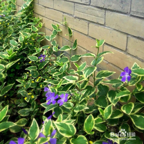 长春蔓叶子发黄怎么办