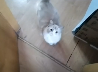 猫咪把你当做父母的五种表现。