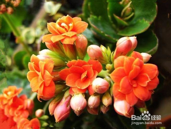 如何养出漂亮的长寿花