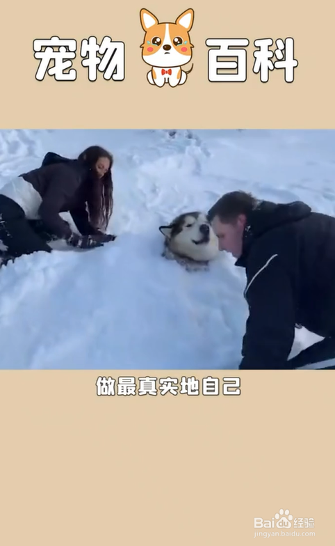 养狗有哪些好处呢