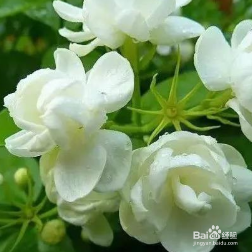 茉莉花怎么过冬
