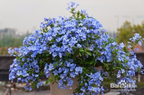 哪些花适合八月扦插?