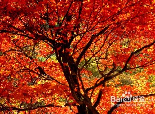 加拿大温哥华美食攻略