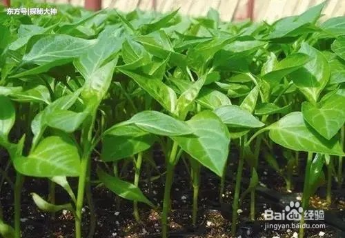 辣椒苗只长高不开花怎么办