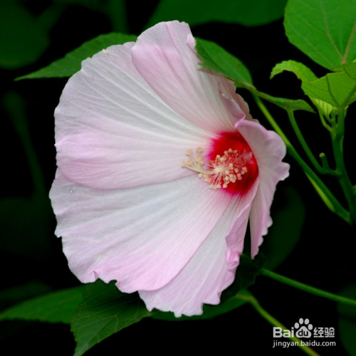 木芙蓉秋天该如何养？