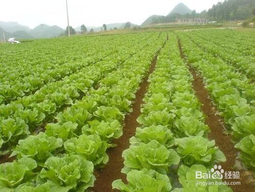 夏季大白菜栽培技术