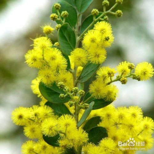 在日常生活中该如何养殖金合欢？