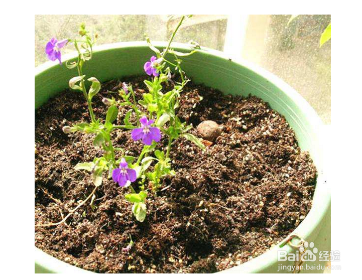 草莓如何种植？