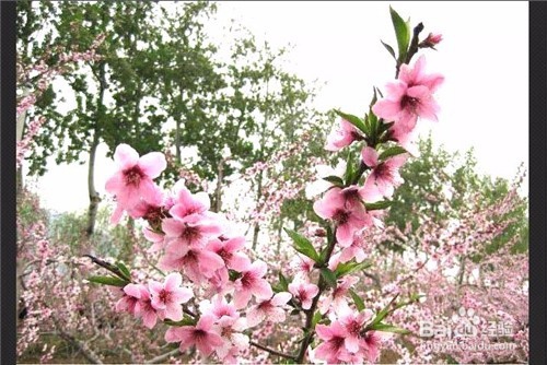 用光影魔术手如何将图片变淡