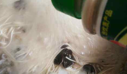 煮面条放什么调料