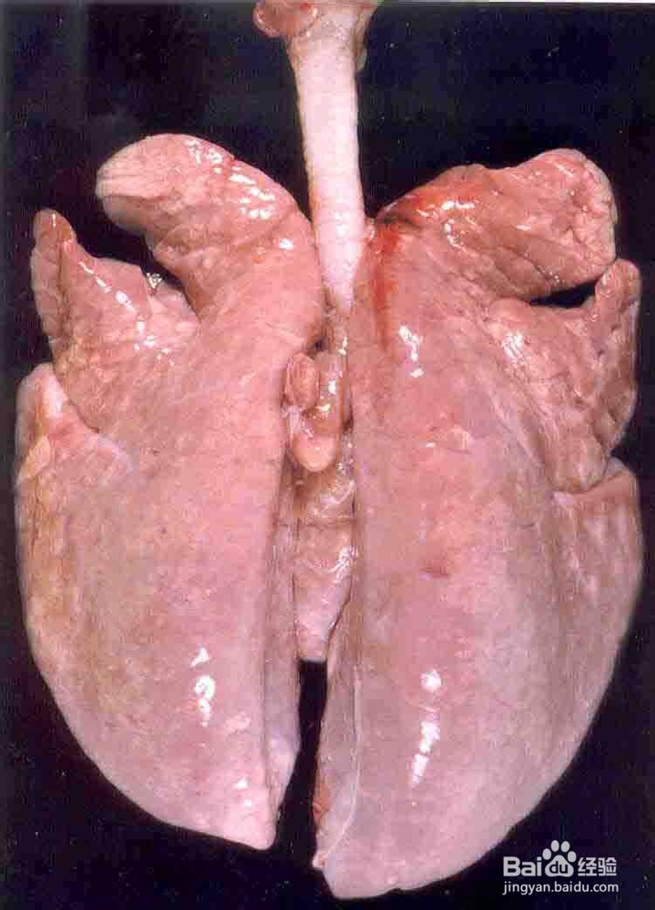 家常菜私房菜做法之：[8]止咳猪肺汤