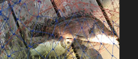 黑坑鳜鱼下水几天开口