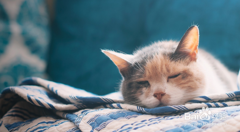 训练猫猫不如学会跟猫猫沟通!