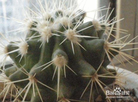 长盛球的种植方法及注意事项