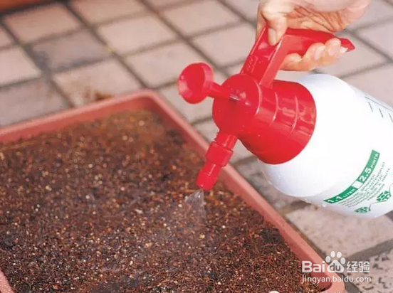 花花草草怎么播种长大