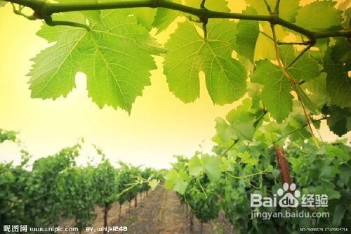 游酒庄六大注意事项