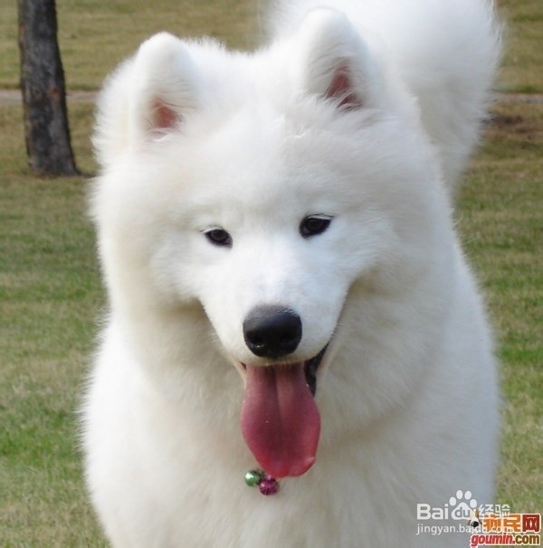 狗狗,我的世界不能没有你