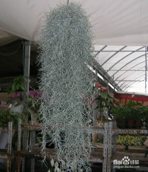 空气凤梨怎么养护