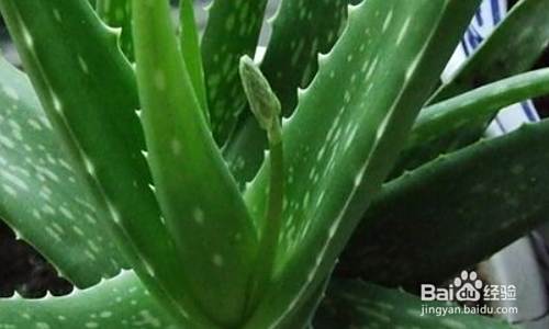 适合室内栽培的植物有哪些 百度经验 适合室内栽培的植物有哪些 百度经验