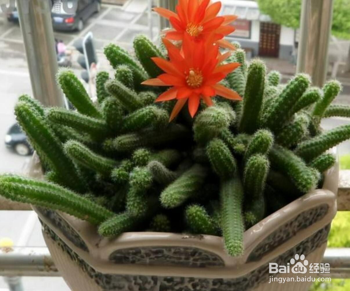 仙人掌品种大全图解