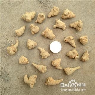 三七栽培技术