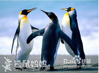 企鹅拼图---儿童益智游戏