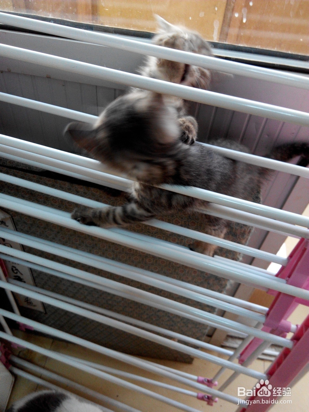 预防猫抓伤以及伤口处理