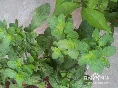 几种食用菜蔬的盆栽方法
