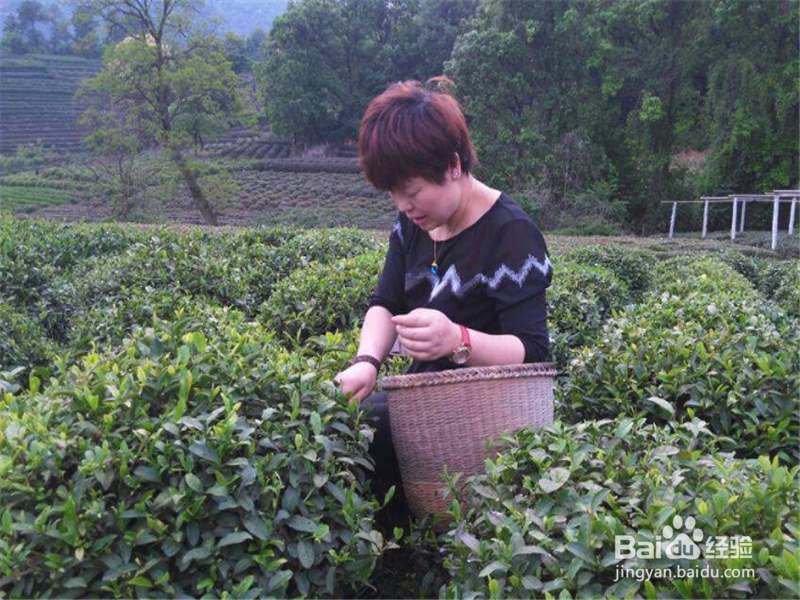 茶叶生意怎么做