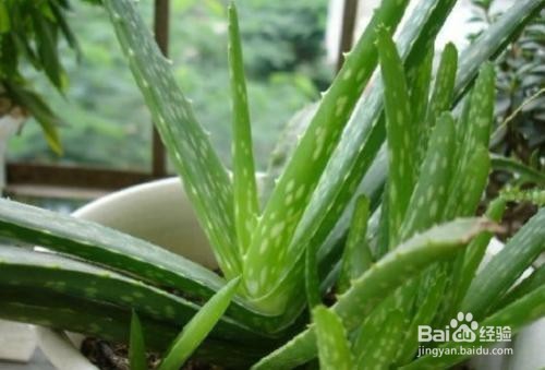 有效除去汽车里甲醛的小办法