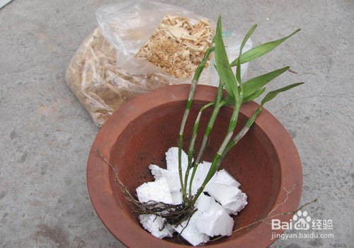 家中如何扦插石斛条