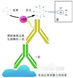 如何做出一张好的免疫荧光片子（很详细）