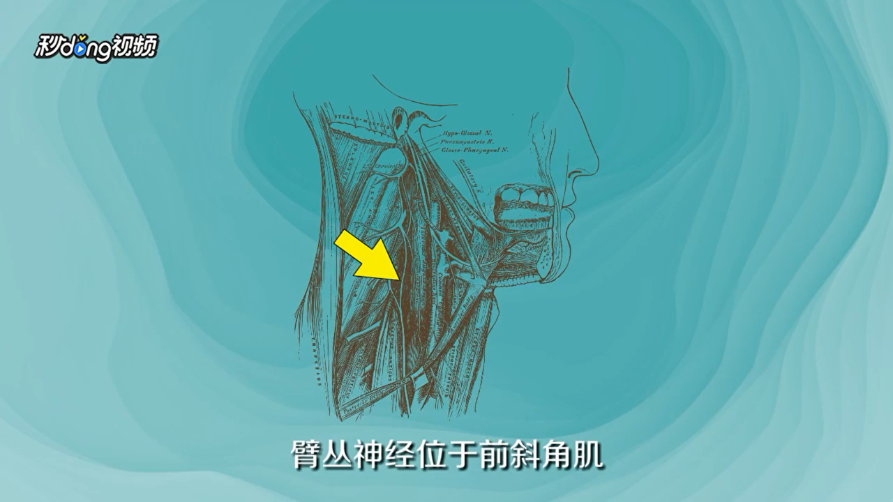 胳膊发麻怎么回事