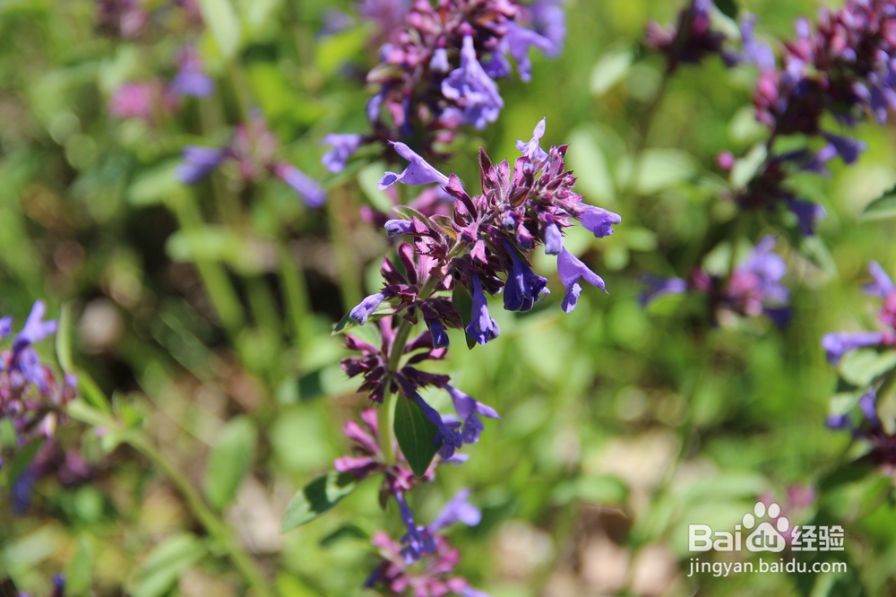 你没拍摄到的几种阿尔金山野生花草