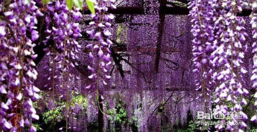 <b>紫藤花怎么种植</b>