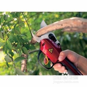 怎样修剪果树。