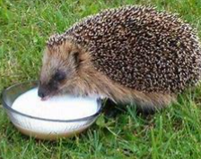 动物的分类方法有几种