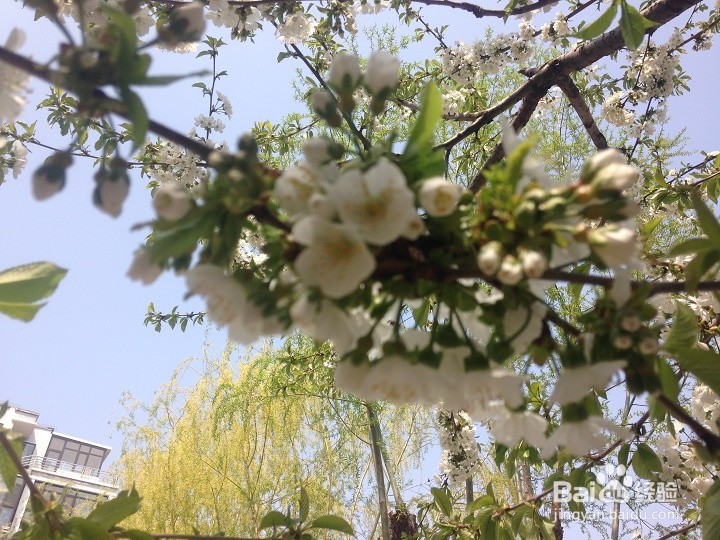 怎样用智能手机将植物花拍出一幅画