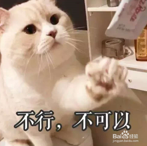 一到假期我的猫该怎么办呢