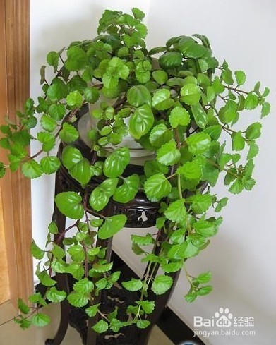 室内应该放一些什么样的植物是有益的